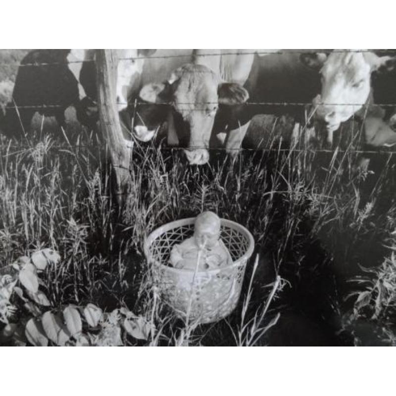 Giclée, Larry Towell (1953 - 1995) koeien en baby, 1994