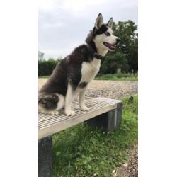 Lieve husky teefje zoekt nieuw baasje