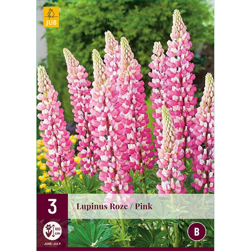 Lupine Roze - Lupinus